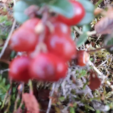 Haus-claudia Viehhofen